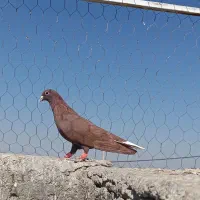 گلی دم سفید با دوتا ماده سیاه پلنگ