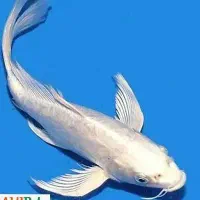 ماهی کوی تایلندی سوپر باله