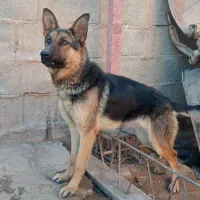 سگ ژرمن باهوش