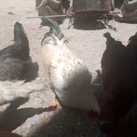 خروس فروشی|حیوانات مزرعه|مهاجران, |دیوار