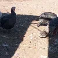 بوقلمون نر ماده|حیوانات مزرعه|بیلوار, |دیوار