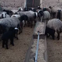 میش شال|حیوانات مزرعه|تربت جام, میان جام|دیوار