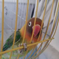 طوطی‌برزیلی