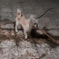 سگ اشپیز|سگ|کرمان, |دیوار