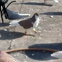 چندتاکفترشهرستانی شرط دوروزرنگ|پرنده|شوشتر, |دیوار