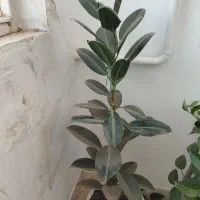 گلدان طبیعی فیکوکس به خاطر کمبود جا ۵۰۰ هزار تومن|گل و گیاه طبیعی|اردکان, |دیوار