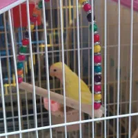 جفت عروس هلندی و کوتوله مولد و دستی|پرنده|خمینی‌شهر, |دیوار