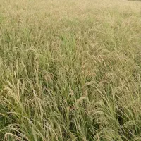 زمین کشاورزی|فروش زمین و ملک کلنگی|مینودشت, |دیوار