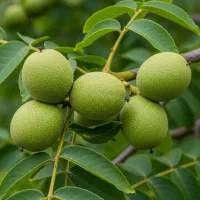 فروش نهال گردو فرنور مناسب تمامی مناطق