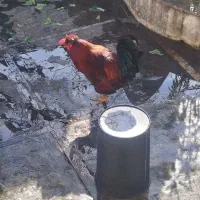 خروس قرمز جوان