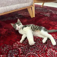 واگذاری گربه ی ۳ماهه