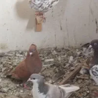 ساده و سرخ کرمونی|پرنده|مشهد, رده|دیوار