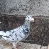 کبوتر کفتر پاکستانی سرور