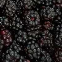 تمشک|خوردنی و آشامیدنی|بندر ترکمن, |دیوار