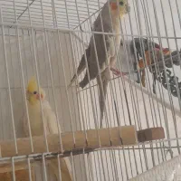 جفت عروس هلندی ۱۵۰۰