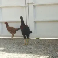 یک خروس لاری یا دو تا مرغ لاری