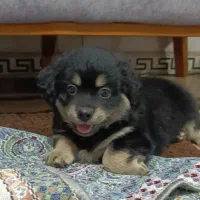 واگذاری|سگ|وحیدیه, |دیوار