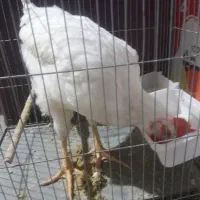 خروس ماشینی