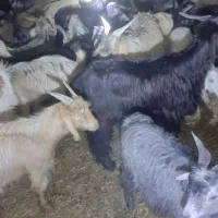 فروش چپش نر