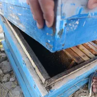 زنبور واسه فروش
