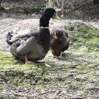 اردک روئن وارداتی درجه یک|حیوانات مزرعه|قائمشهر, |دیوار