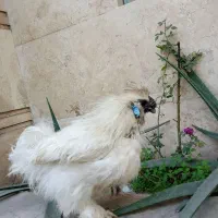 خروس ابریشمی پنج انگشت گوشواره آبی