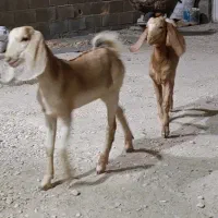 فروش کهره ماده بندر دیر