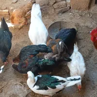 فروش اردک و مرغ ،یکجا|حیوانات مزرعه|سنگدوین, |دیوار