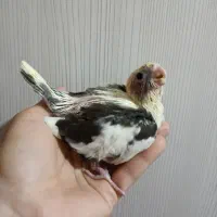 جوجه عروس هلندی سرلاکی|پرنده|تهران, تولید دارو|دیوار