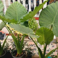 گل بابا آدم|گل و گیاه طبیعی|شاندرمن, |دیوار