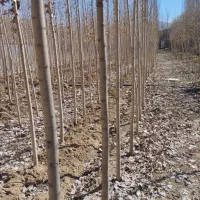 چنار نیکرا اصلاح نژاد شده