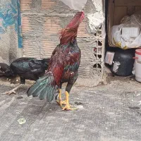 جوجه خروس لاری