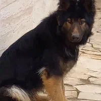 فروش مرغ تخمگذار و یک سگ ژرمن|حیوانات مزرعه|دلیجان, |دیوار