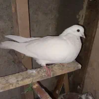 دوکبوتر یکی ماده ویکی نر هردوتا سالم واکسن زده