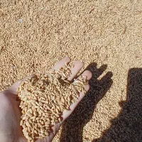 بذری