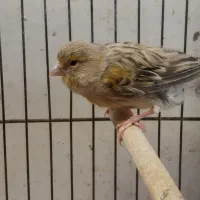 قناری ماده|پرنده|خمینیشهر, |دیوار