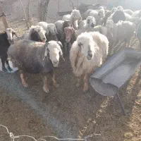 ۱۹راس شیشک میش داستی|حیوانات مزرعه|ارژن, |دیوار