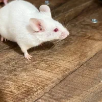 موش آزمایشگاهی