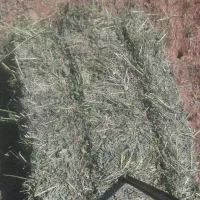 یونجه انباری و تازه چین دوم موجود|عمده‌فروشی|قیدار, |دیوار