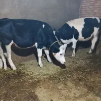 فروش تلیسه سیمنتال