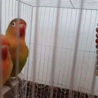 طوطی برزیلی جفت تخم گذار