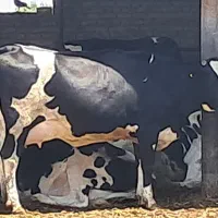 کار در گاوداری