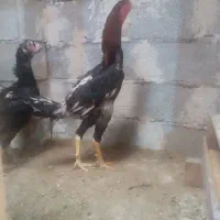 مرغ و خروس لاری