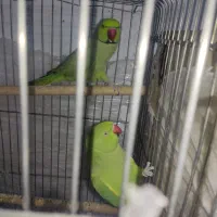 سلام طوطی ملنگو سالم