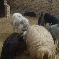بره