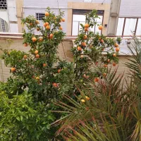 تهاتر ملک مسکونی با زمین علی آباد کلنگان