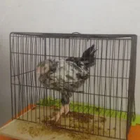 جوجه