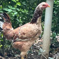 مرغ لاری آس