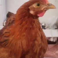 مرغ و خروس محلی