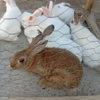 خرگوش